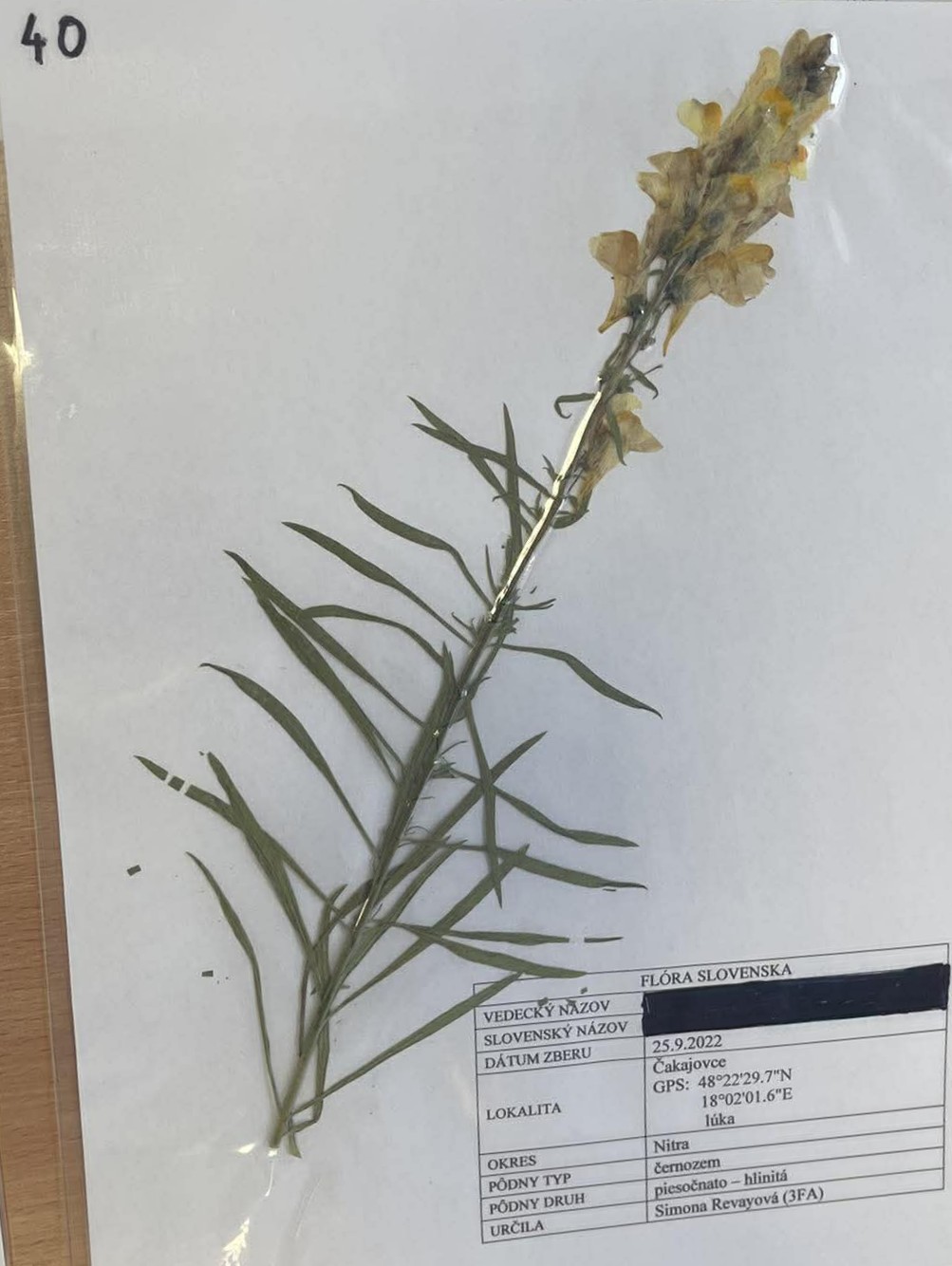 Rastlina Linaria vulgaris